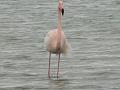 2008_12_Camargue_04 Les Saintes Maries_11